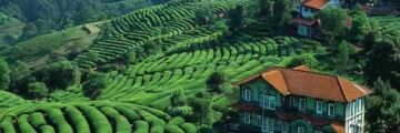 Ooty